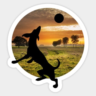 Dog at play Sticker